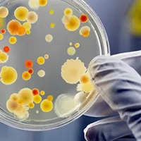 /uploads/374/microbiology-large.webp